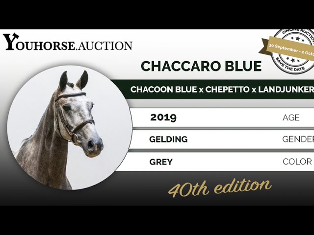 Chaccaro Blue @ the show