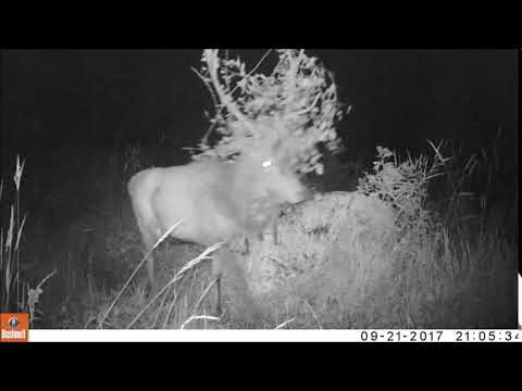 Rothirsch im Nationalpark Kalkalpen