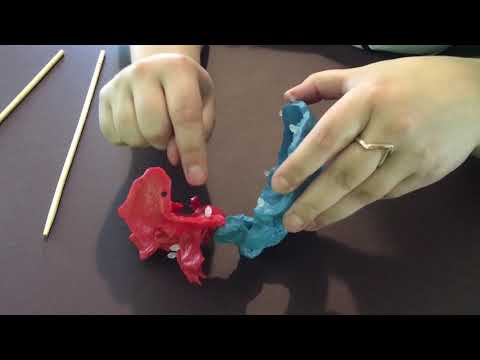 Superior Vertical Strain