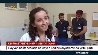 Bursa'da diyaframında yırtık olduğu belirlenen kedi, kendi gittiği hay