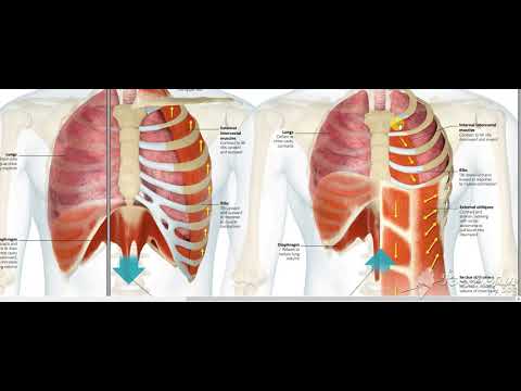 Mechanics of breathing 10