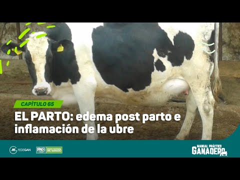 , title : 'Cap 65 - EL PARTO: edema post parto e inflamación de la ubre #manualpracticoganadero'