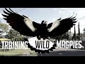 Training Australia S Dangerous Magpies