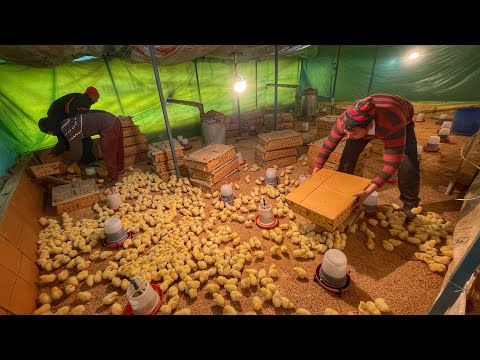 , title : 'Chicks opening in Poultry Farm on a very Cold Day'