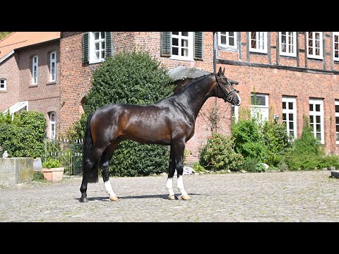 Füchtels Exupery, Hengst von Escamillo - Donnerschwee