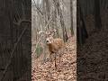 Hey When You Re Tagged Out In Southern Ohio Whitetail Deer Buck Bigbuck Hunting Wildlife