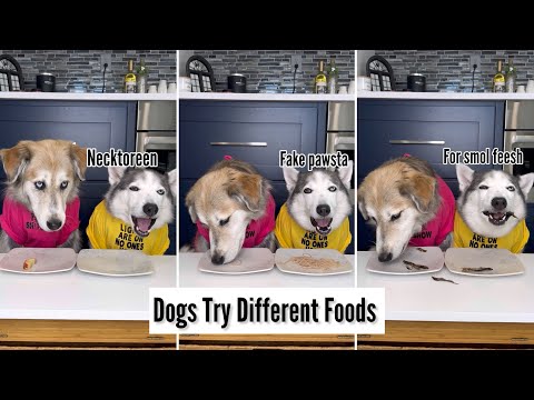Dogs Try Different Foods