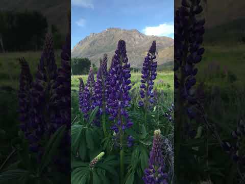 Lupinos (o Chochos) hacía Corbata Blanca #elhoyo #chubut #comarcaandina