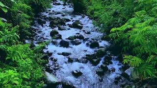 Rocky River Sounds 🌊🐦 Peaceful River & Birdsong for Relaxation