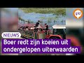 Boer Bart Lubbers bracht 55 koeien naar droger land vanuit de Westervoortse uiterwaarden in de IJss…