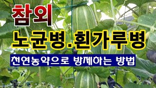 [텃밭농부 1,606]  참외의 노균병과 흰가루병을 천연농약으로 방제하는 방법. #참외재배