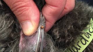 How to Remove a Tick from Your Pet | MedVet