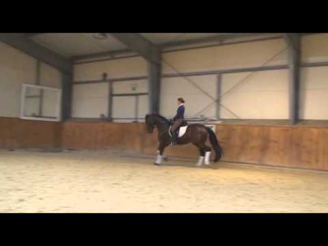 kowalscykonie.pl - El Greco (stallion, 2008, Ehrenstolz x Florestan I) - dressage training - XI.2013