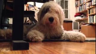 Simone Dinnerstein Home Movie Mondays: Schubert from Daisy's perspective