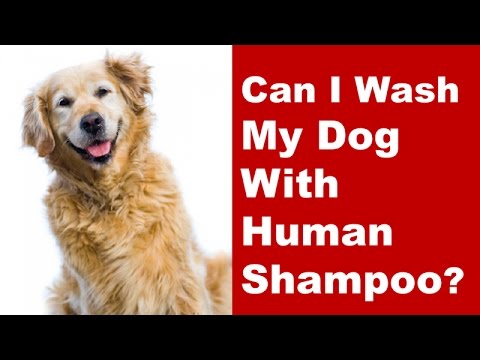 YouTube video about: Can you use pantene on dogs?