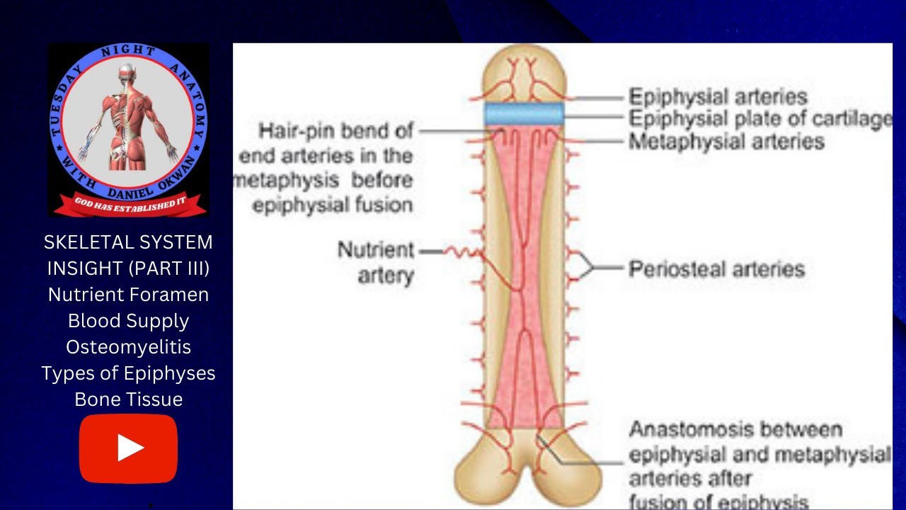 RIM/TNA with DO - Skeletal System Insight III
