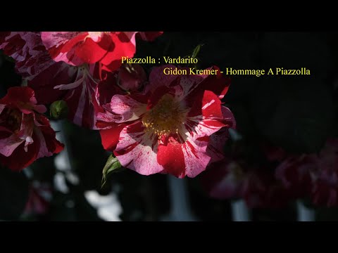 Piazzolla : Vardarito