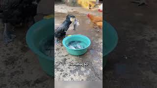 Animais que não conseguiram evitar um final devastador #curiosidades #bichos #animais
