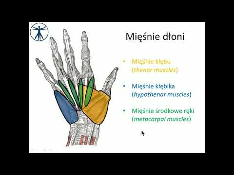 Mięśnie dłoni [wstęp]