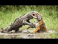 Komodo Dragon The Brave Hunter Of Indonesia S Wild Islands WILDLIFE DOCUMENTARY