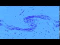 20th Century Fox Television Logo 1965 Render Pack Day 25 Chorded