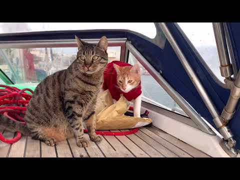 CAPTAIN FRED Ep. 2 - Mission to Make Friends