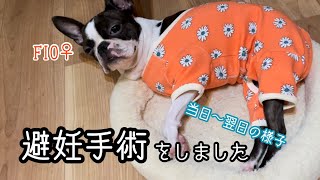 避妊手術でぐったりのフィオ｜ボストンテリア