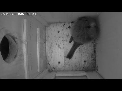 Nest Box 1 Winter Roosting — Great Tit Sleeps Here Every Night | Vienna 2025-2026