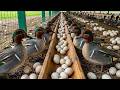 Collecting Duck Eggs Daily Life On A Poultry Farm