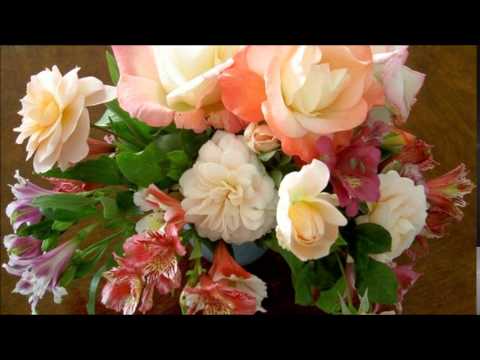 Václav Pichl Violim Concerto in D major, Jitka Adamusová