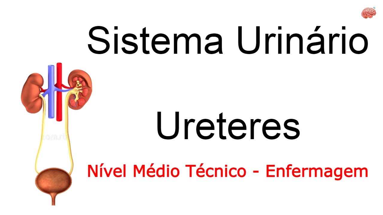 Sistema Urinário - Ureteres