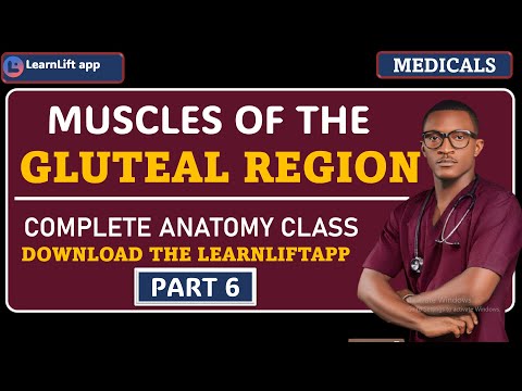 MUSCLES OF THE GLUTEAL REGION  (LOWER  LIMB ANATOMY)