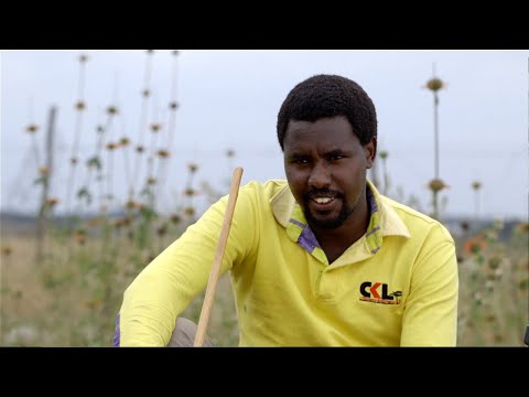 Shamba Shape Up Sn 11 - Ep 23: Beef Cattle management, Nutrition & Electric pressure cooker(English)