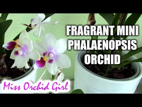 New fragrant mini Phalaenopsis orchid!