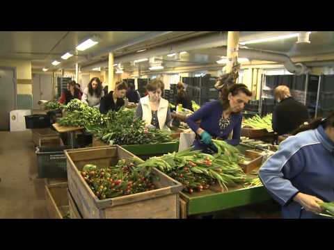 Här odlas 16 miljoner tulpaner