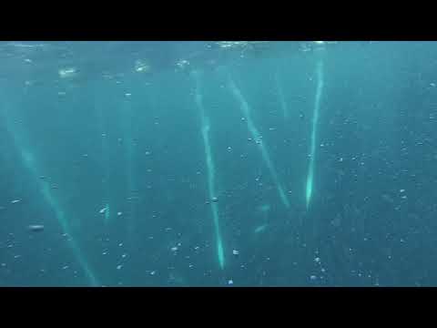 Cape Gannets feeding