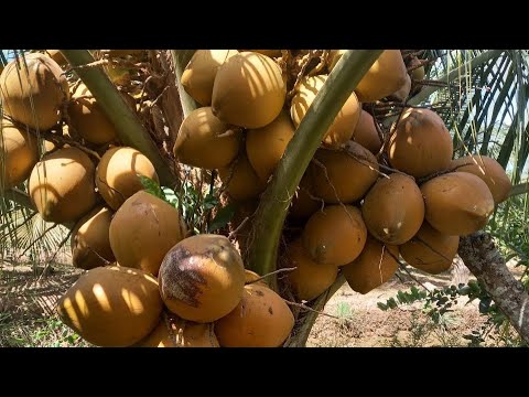 Vườn dừa 3 năm tuổi ở Châu Thành Bến Tre, liên hệ Cơ sở Minh Hậu 0987639100