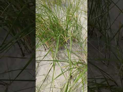 Strandhafer (Ammophila arenaria): Der Dünen-Baumeister für küstennahe Gärten