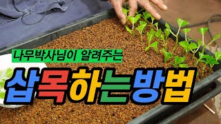 [나무 박사님 이야기] chapter4 삽목 성공률 높이는 방법, 발근의 조건 및 최적환경 만들기