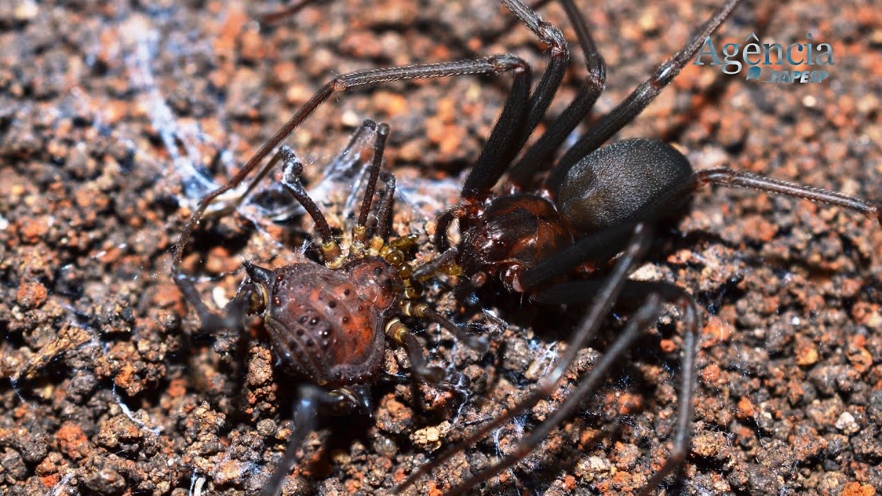 Aranha-marrom identifica pontos fracos de presa para matá-la e devorá-la.
