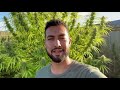 Burnt Orange Cannabis Strain Outdoor Look Captain Seeds
