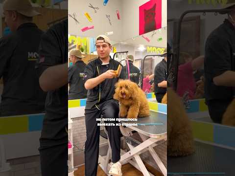 РАССКАЗАЛ О РАБОТЕ В ГРУМИНГЕ #շներ #գրումինգ #Երևան #Հայաստան #armenia