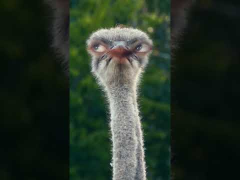 naseeba bhi Kya rang laya Kahan Se Kahan lakar