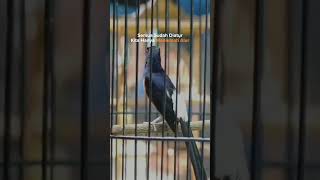 Download lagu Story Wa Murai Batu #shorts #muraibatu mp3