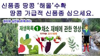 신품종 땅콩 '해올' 수확!!! 땅콩 재배 가급적 신품종 심으세요. 신품종 땅콩 특성 소개와 구입 방법 소개…