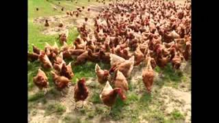 chiste del gallo poninas chiste del gallo poninas