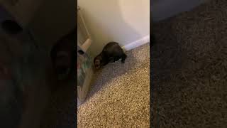 Ferret Animals Videos