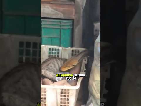 detik-detik ular memangsa kucing