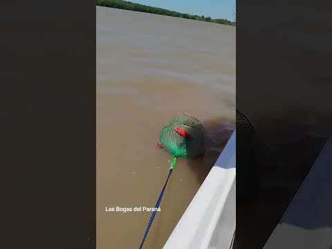 Bogas en el Paraná! Zárate-Buenos Aires