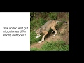 Gut Biome And Gastrointestinal Health Relationship In Captive Red Wolves With Morgan Bragg
